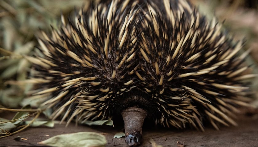 Kolczatka nowogwinejska z wrocławskiego zoo