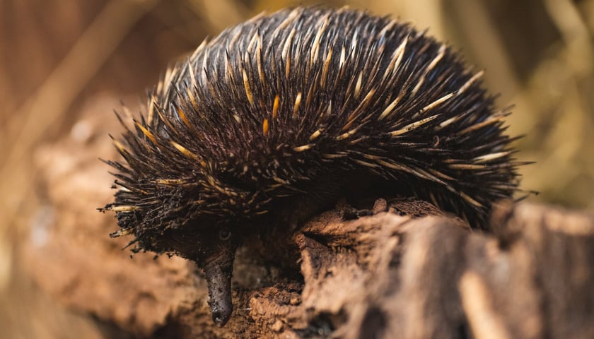 Kolczatka nowogwinejska z wrocławskiego zoo