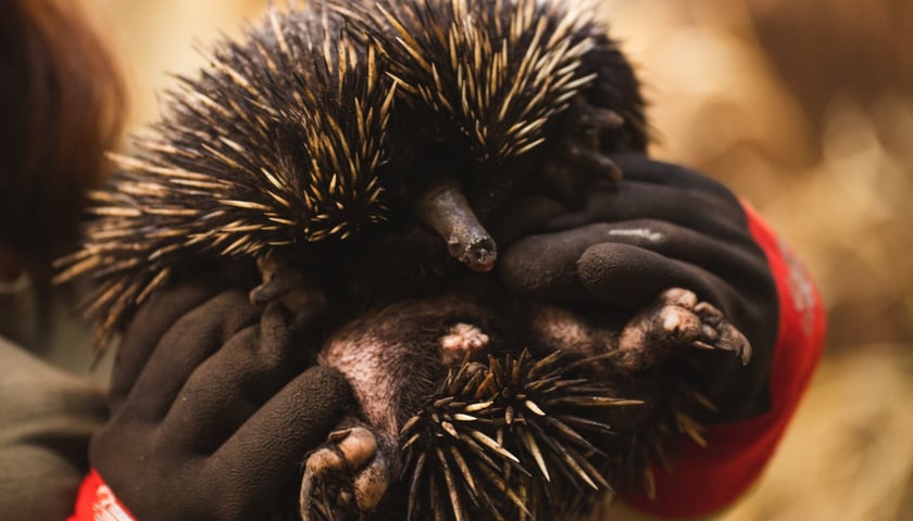 Kolczatka nowogwinejska z wrocławskiego zoo