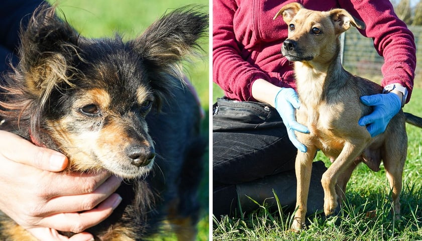 Z lewej Dora, z prawej Sisi - m.in. te psy czekają na nowy dom we wrocławskim Schronisku dla Zwierząt