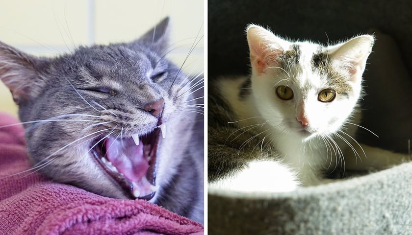 Z lewej Eira, z prawej Marika - koty do adopcji z wrocławskiego schroniska dla zwierząt w listopadzie 2025 r.
