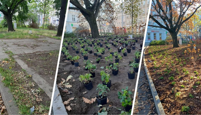 Zdjęcie podzielone na trzy części: od lewej widok na skwer przy ul. Pomorskiej i św. Wincentego przed zagospodarowaniem; w środku - to samo miejsce przygotowane do nowych nasadzeń, po prawej - skwer po zakończeniu prac ogrodniczych.