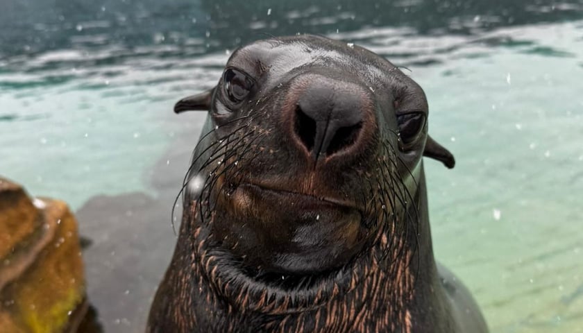 Na wybiegu zewnętrznym kotików. Na zdjęciu Elmo
