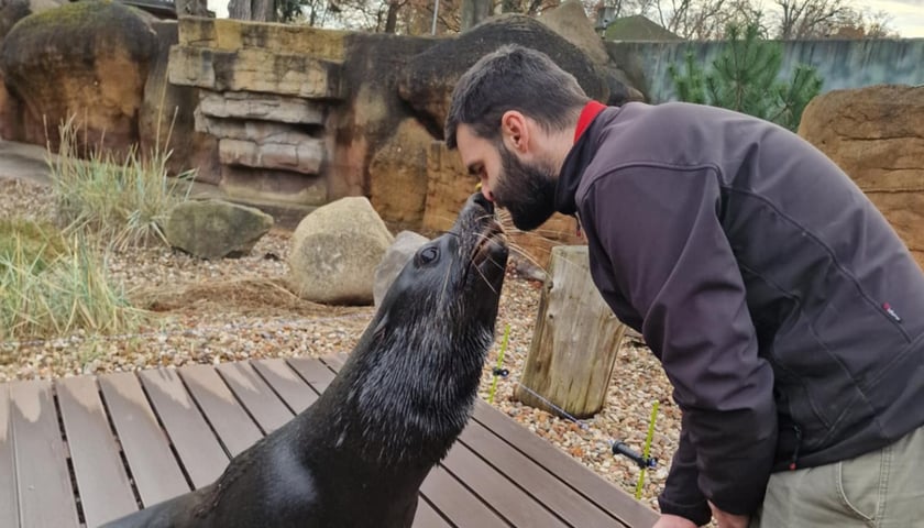 Trening medyczny kotików. Na zdjęciu opiekun Dawid Dobrach i kotik o imieniu Nelson