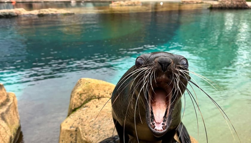 Na wybiegu zewnętrznym kotików