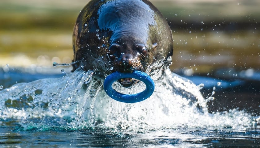 Na wybiegu zewnętrznym kotików