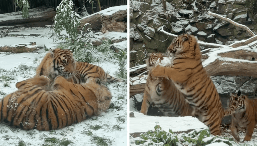 Kolaż 2 zdjęć: kadry z filmu przygotowanego przez ZOO Wrocław, przedstawiające młode tygrysy na śniegu
