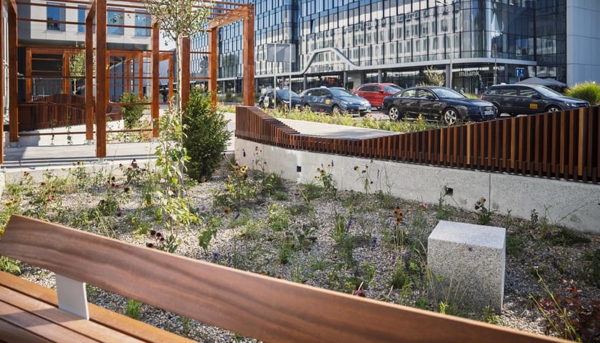 Odbetonowanie i zazielenienie skweru przy Suchej, w pobliżu Wroclawii i dworca kolejowego oraz autobusowego to jeden z przykładów likwidacji miejskich wysp ciepła (zdjęcie z października 2025 r. wykonane po zakończeniu prac)