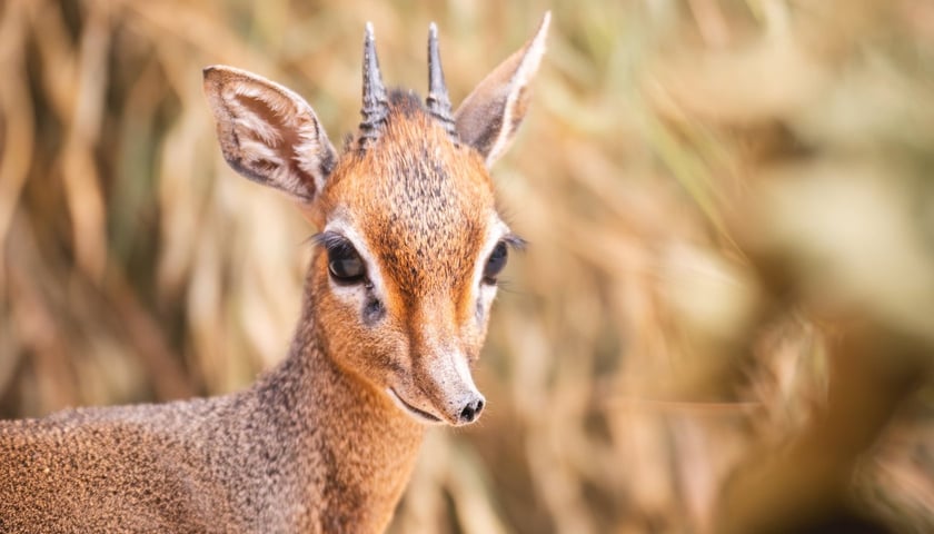 Nowy dikdik, który do wrocławskiego zoo przyjechał z Pilzna w Czechach