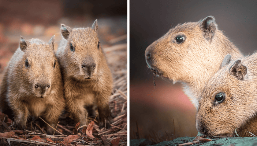 Dwie młode kapibary z wrocławskiego zoo czekają na imiona