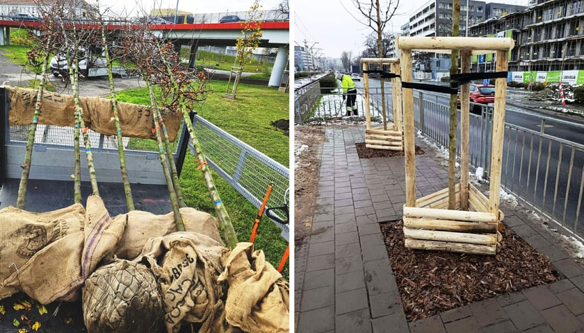 Zdjęcie podzielone na pół: od lewej drzewa przygotowane do posadzenia na platformie auta dostawczego; po prawej - nowe drzewa posadzone na przystanku tramwajowym.