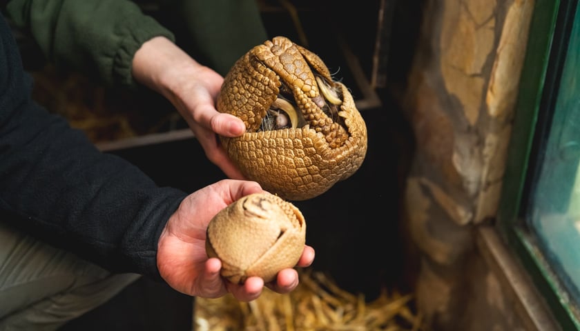 Młoda samica bolity południowego