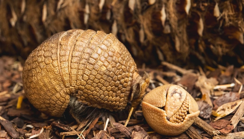 Młoda samiczka pancernika z mamą. Potrafiła zwijać się w ciasną kulkę jeszcze zanim pierwszy raz otworzyła oczy!