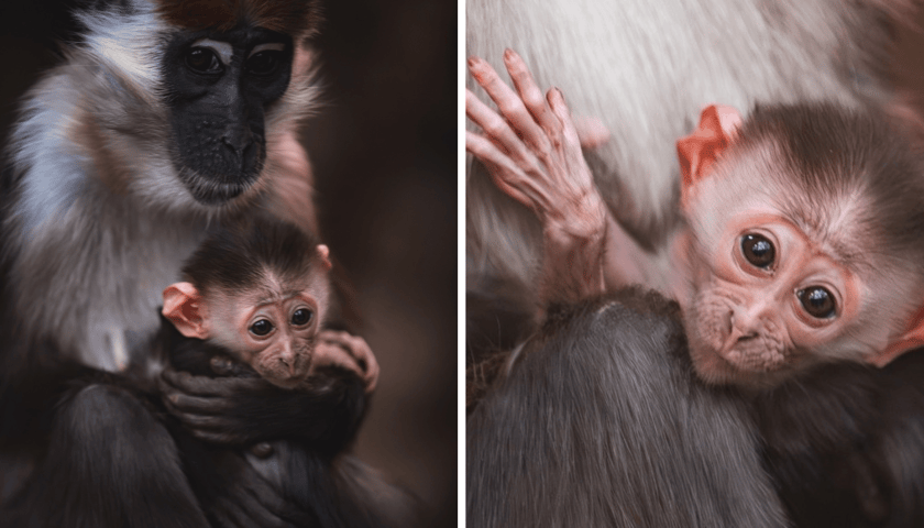 Kolaż 2 zdjęć. Z lewej mała mangaba rudoczelna z mamą, z prawej zbliżenie na twarz maleństwa