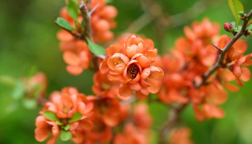 Ogród Japoński wiosną