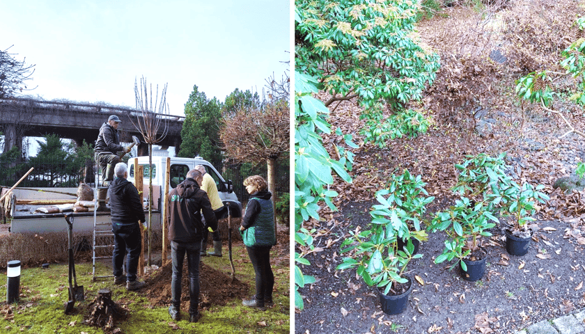 Zimowe prace w Ogrodzie Japońskim we Wrocławiu