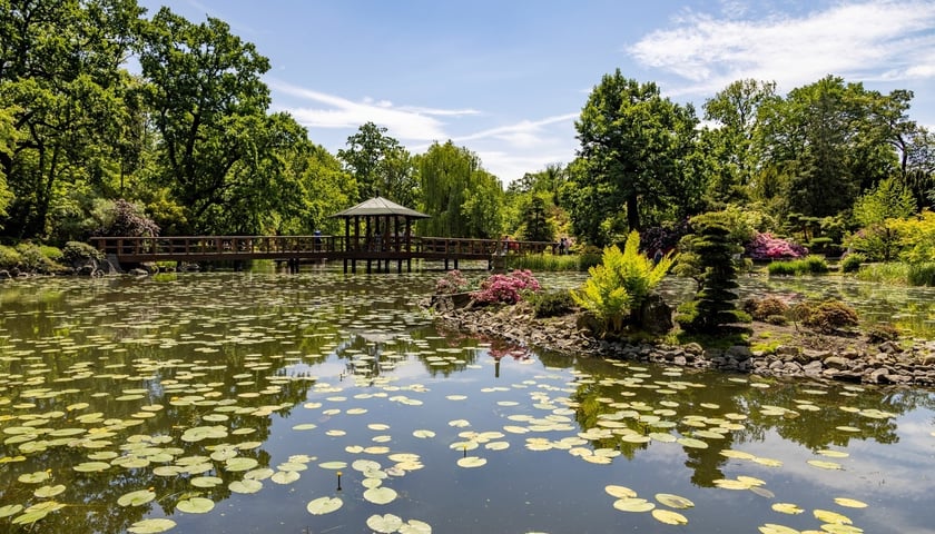 Ogród Japoński latem