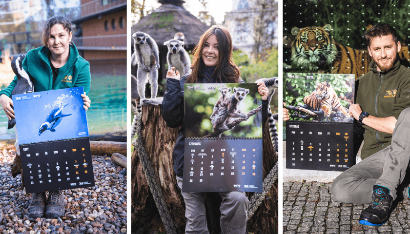 Kolaż 3 zdjęć przedstawiających kalendarz ścienny przygotowany przez z okazji 10-lecia działalności Fundacji ZOO Wrocław DODO trzymany przez opiekunów poszczególnych zwierząt.