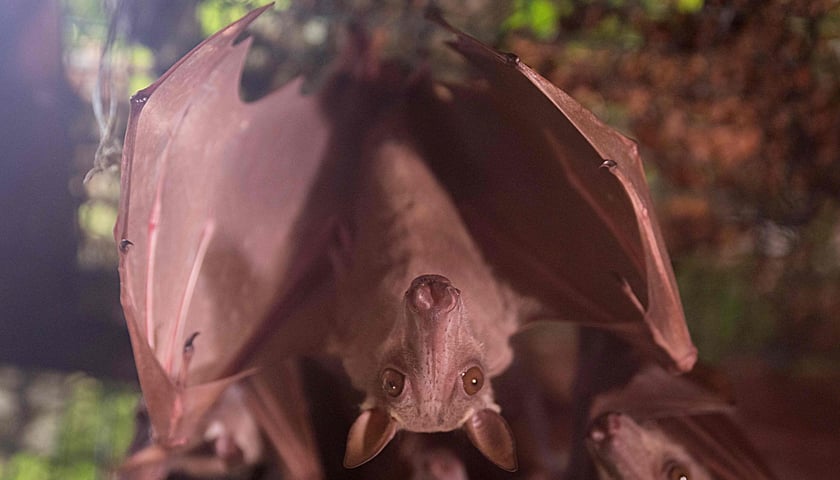 <p>Młotogł&oacute;w wielkogłowy</p>