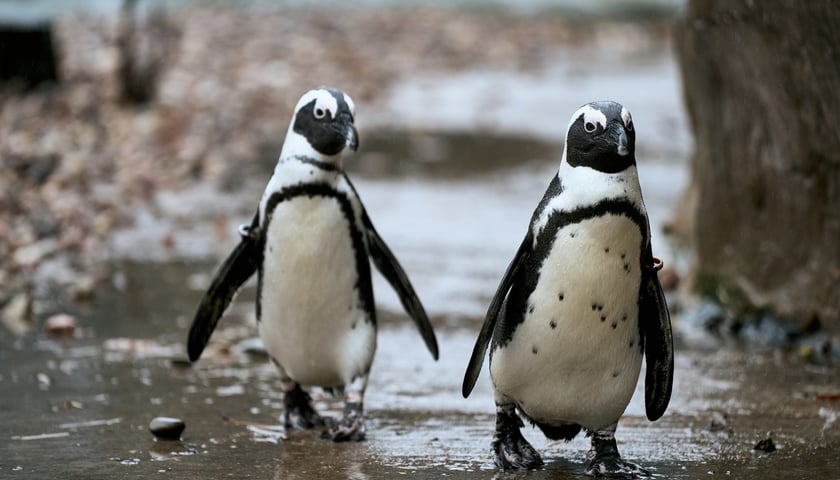 <p>Pingwiny przylądkowe</p>