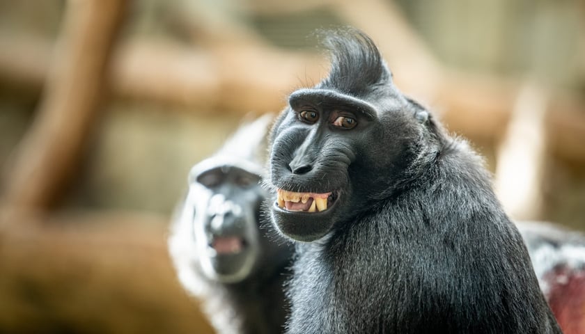Makak czubaty z wrocławskiego zoo. Czy faktycznie się uśmiecha? Wyjaśnienie w tekście.