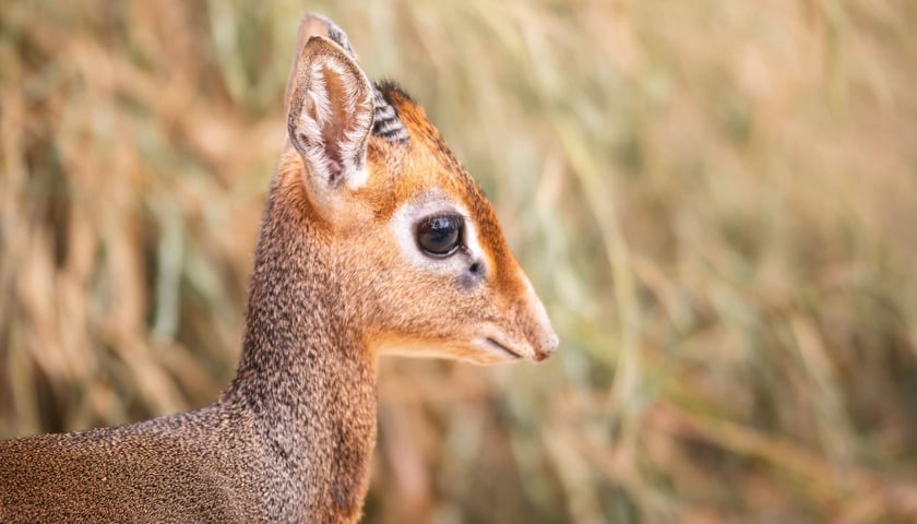 <p>Dikdik</p>