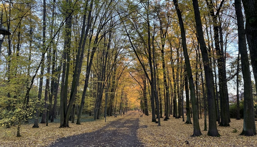 Widok na parkową aleję wśród szpaleru jesiennych drzew. Aleja Romera w Parku Grabiszyńskim.