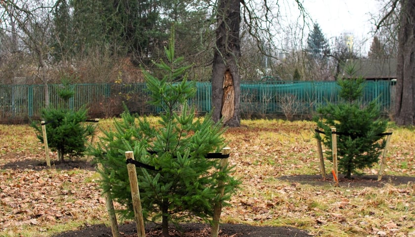 Drzewa posadzone na Armii Krajowej. Na niemal całej długości alei przybędzie ponad 600 drzew