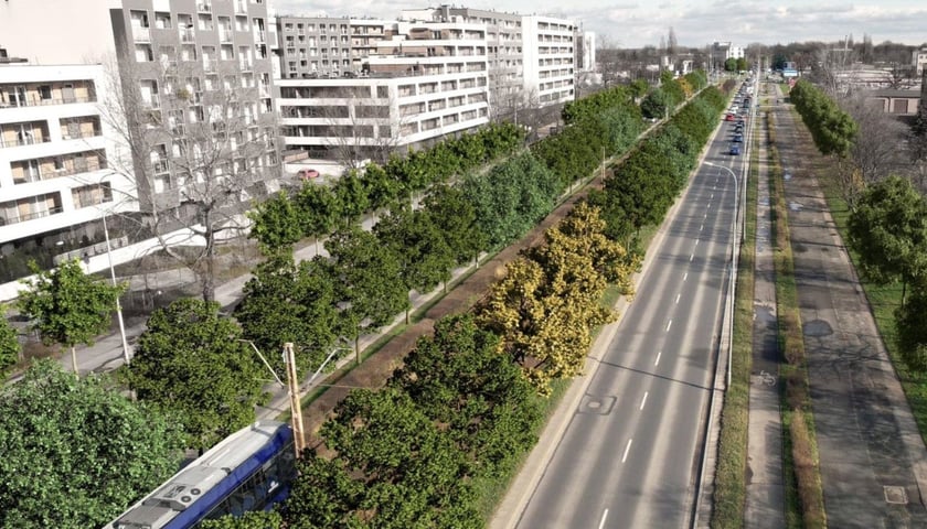 Zapewne tak za kilkanaście lat będzie wyglądać Armii Krajowej - wizualizacja przedstawia aleję, gdy już urosną posadzone na niej drzewa