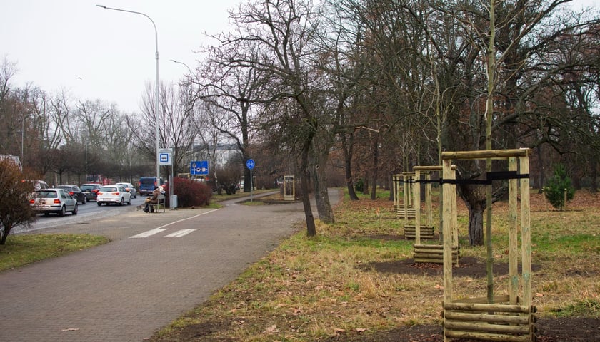 Drzewa posadzone na Armii Krajowej. Na niemal całej długości alei przybędzie ponad 600 drzew