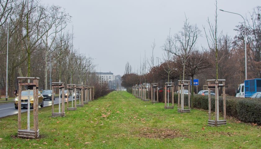 Drzewa posadzone na Armii Krajowej. Na niemal całej długości alei przybędzie ponad 600 drzew