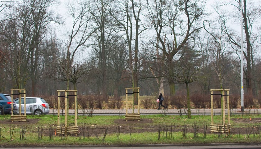 Drzewa posadzone na Armii Krajowej. Na niemal całej długości alei przybędzie ponad 600 drzew