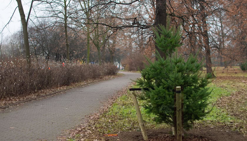 Drzewa posadzone na Armii Krajowej. Na niemal całej długości alei przybędzie ponad 600 drzew