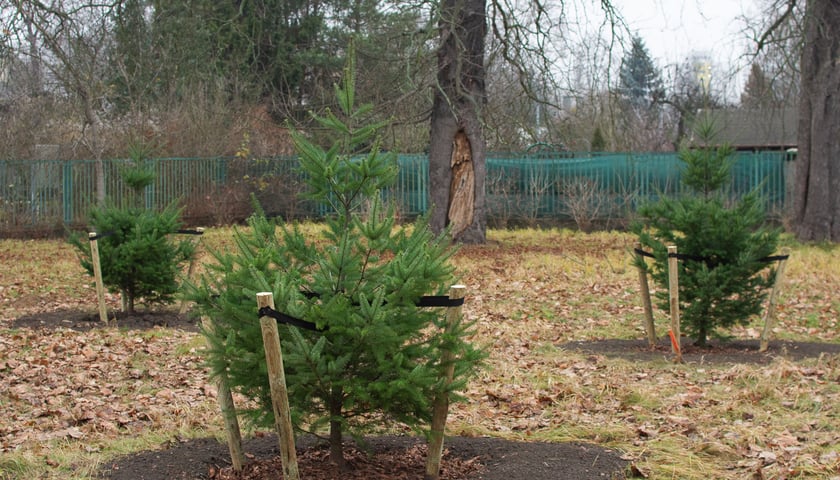 Drzewa posadzone na Armii Krajowej. Na niemal całej długości alei przybędzie ponad 600 drzew