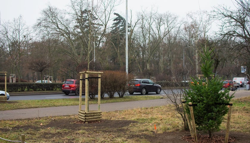 Drzewa posadzone na Armii Krajowej. Na niemal całej długości alei przybędzie ponad 600 drzew