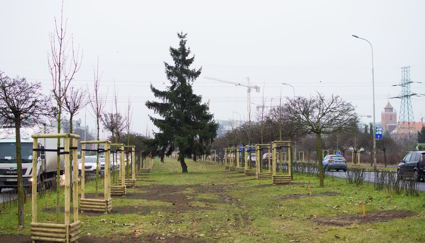 Drzewa posadzone na Armii Krajowej. Na niemal całej długości alei przybędzie ponad 600 drzew