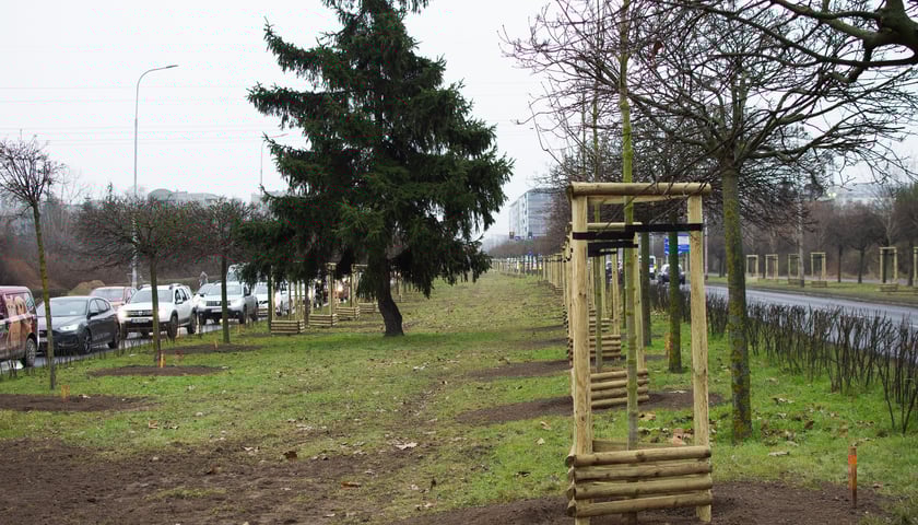 Drzewa posadzone na Armii Krajowej. Na niemal całej długości alei przybędzie ponad 600 drzew