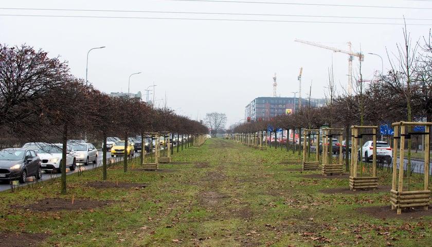 Drzewa posadzone na Armii Krajowej. Na niemal całej długości alei przybędzie ponad 600 drzew