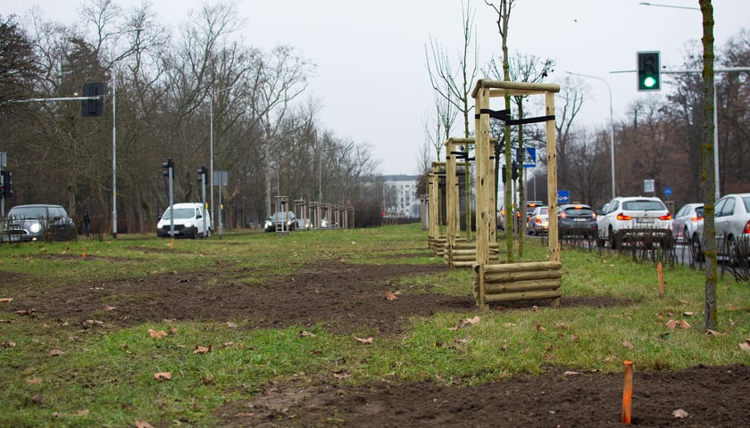 Drzewa posadzone na Armii Krajowej. Na niemal całej długości alei przybędzie ponad 600 drzew