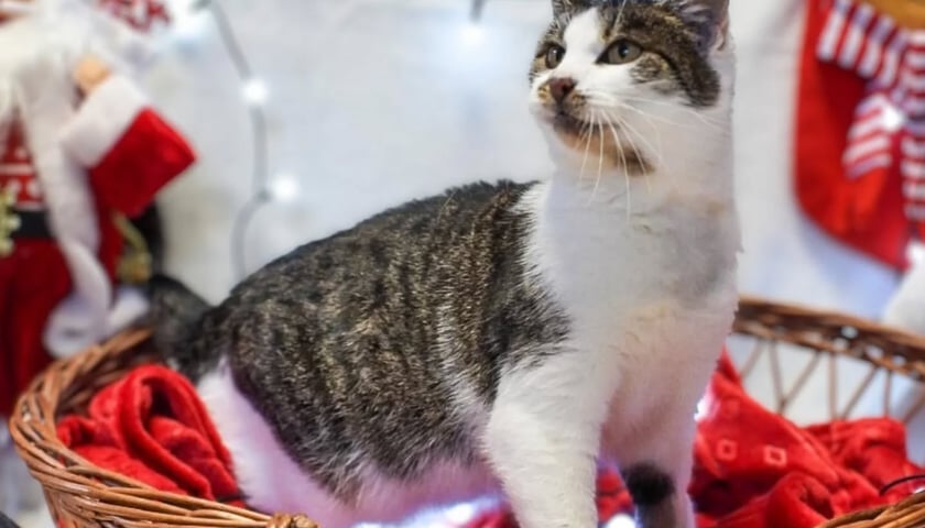 Zdjęcie ze świątecznej sesji Ekostraży