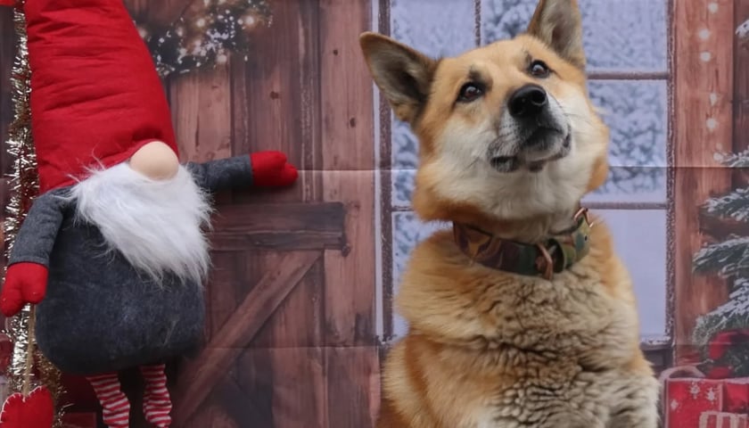 Zdjęcie ze świątecznej sesji Ekostraży