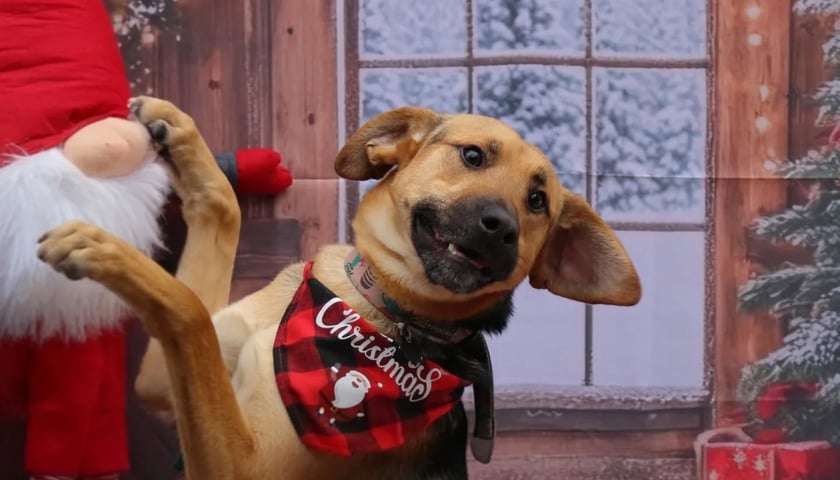 Zdjęcie ze świątecznej sesji Ekostraży