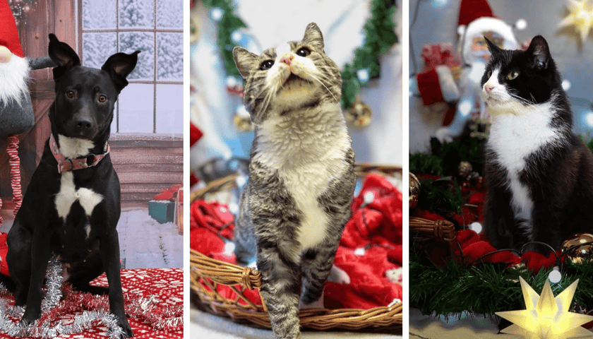 Świąteczna sesja Ekostraży