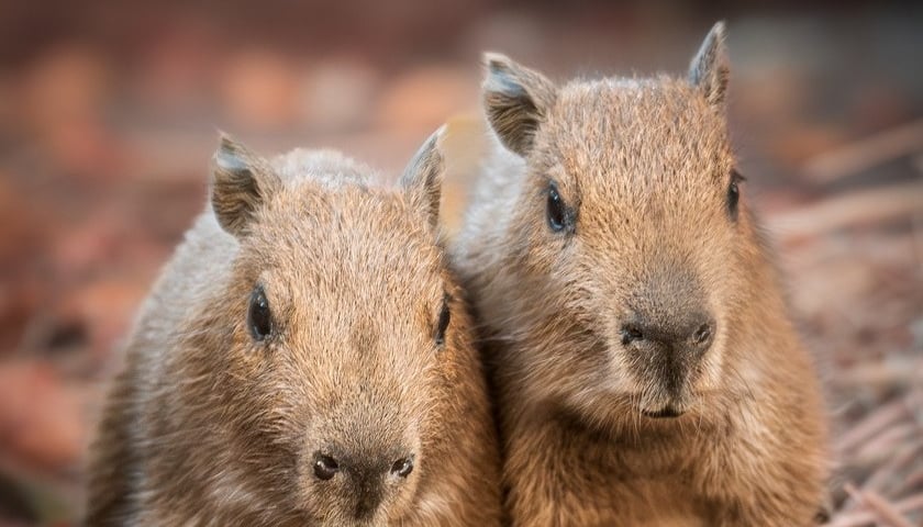 Młode kapibary z wrocławskiego zoo