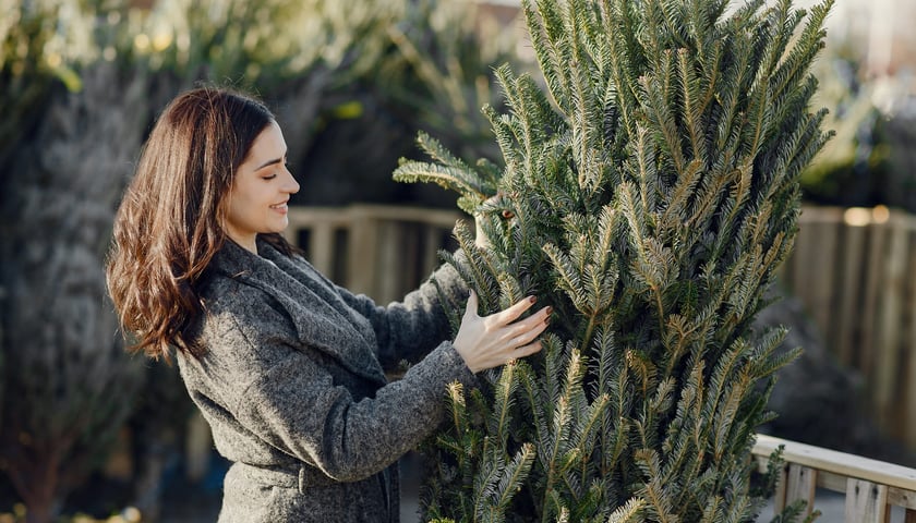 Młoda kobieta w płaszczu stojąca obok żywej choinki, zdjęcie ilustracyjne