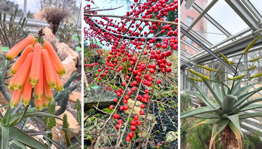 na zdjęciach z prawej i z lewej aloes w szklarni Ogrodu Botanicznego, w środku roślina w plenerze