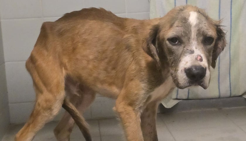 Jeden z 9 psów odebranych właścicielowi podczas interwencji na Rakowcu.