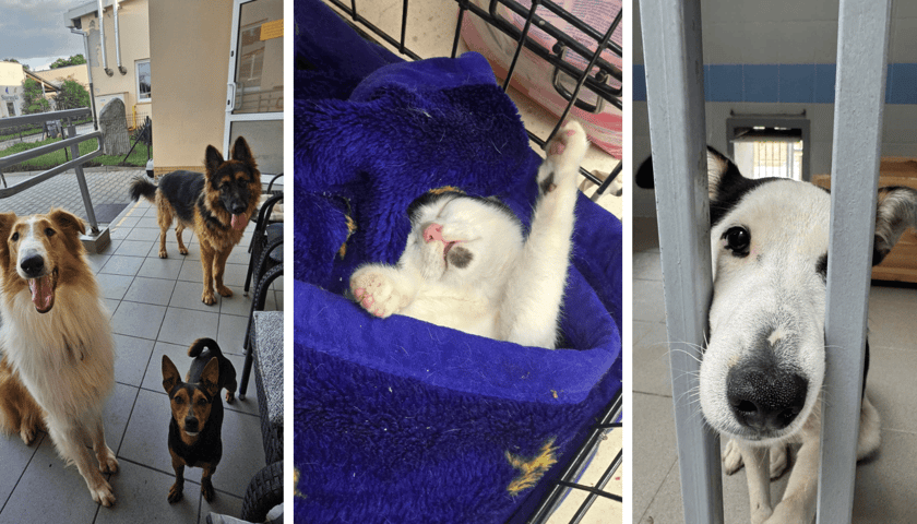 Kolaż 3 zdjęć przedstawiających zwierzęta we wrocławskim Schronisku dla Bezdomnych Zwierząt - psy i kota