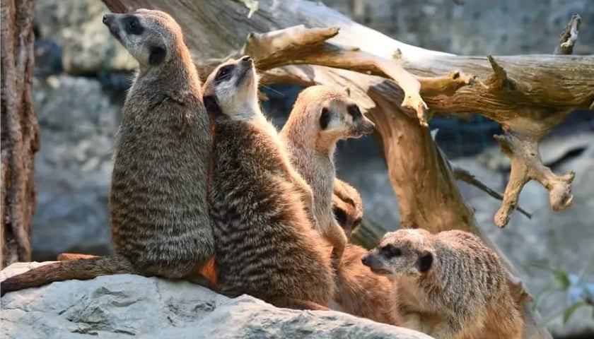 Surykatki z wrocławskiego zoo