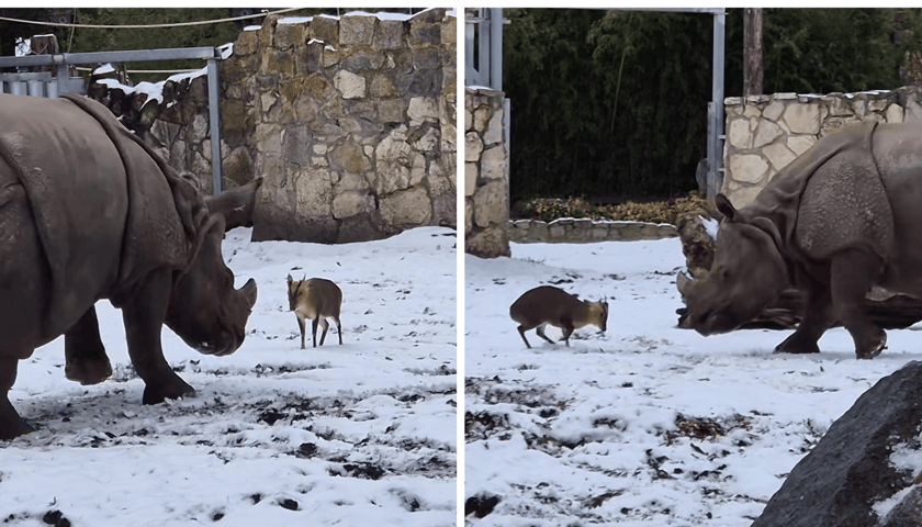 Kolaż 2 zdjęć: szarża samca mundżaka chińskiego na samicę nosorożca